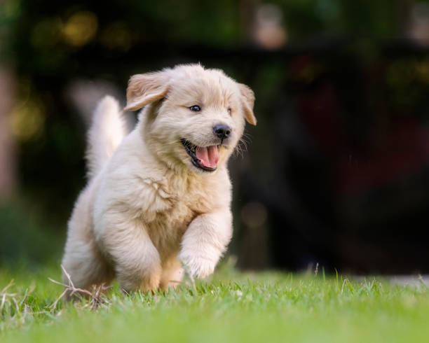 golden retriever puppy running on green grass outside