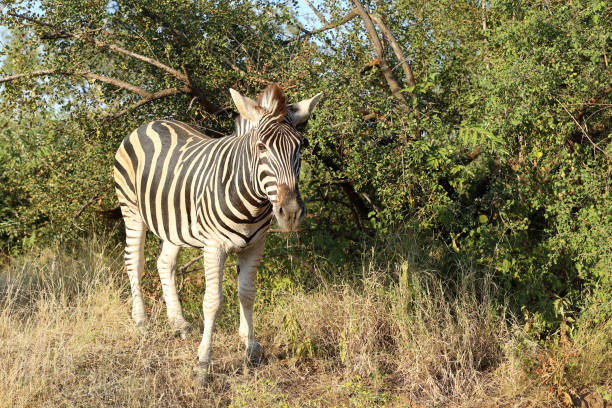 Steppenzebra / Burchell's zebra / Equus quagga burchellii