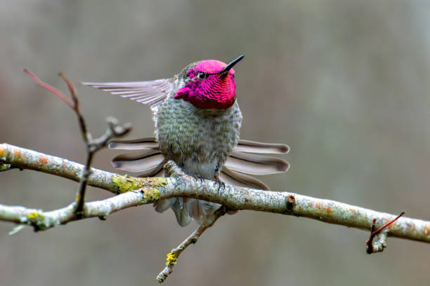 Anna's hummingbird, Swan Lake, Victoria, BC, Canada