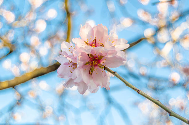 prunus mume