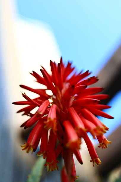 This is a rare and impressive flower that I was able to photograph.