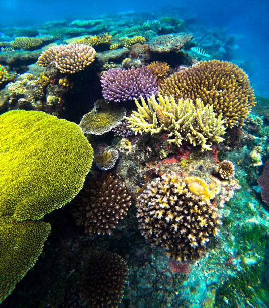 istock A beautiful underwater scene featuring a coral mount with many different types of colourful coral in clear waters on a tropical reef 2194981019