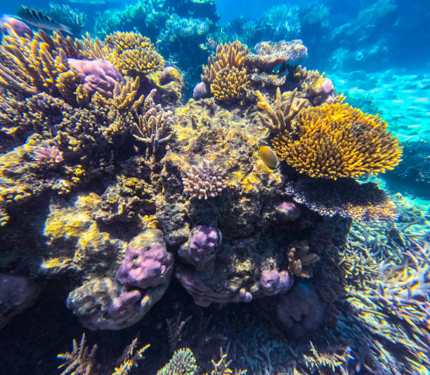 istock A beautiful underwater scene featuring a coral mount with many different types of colourful coral in clear waters on a tropical reef 2194981028