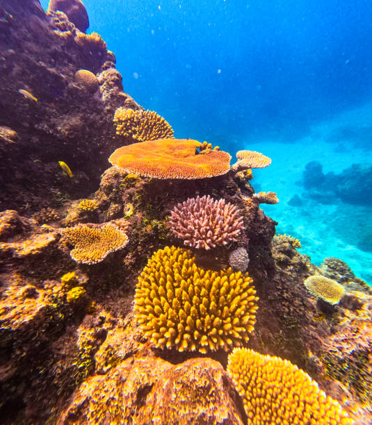 istock A beautiful underwater scene featuring a coral mount with many different types of colourful coral in clear waters on a tropical reef 2194981030