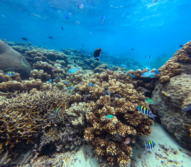 istock A collection of tropical fish such as Blue Green Chromis, Sergeant major Damselfish, Cleaner Wrasse, Sixbar wrasse & Vagabond butterflyfish in a branch coral forest 2194981091