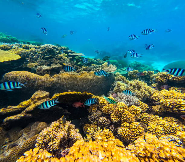 A collection of tropical fish such as Blue Green Chromis, Sergeant major Damselfish, Cleaner Wrasse, Sixbar wrasse & Vagabond butterflyfish in a branch coral forest