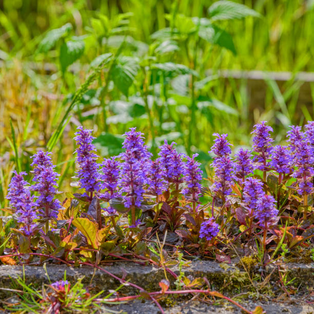 istock Purple Bugleweed Flowers in Bright Sunlight Amidst Lush Greenery 2194981170