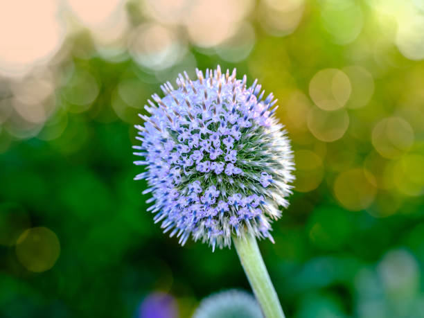 Close-up view of a purple Echinops flower in a garden, highlighting its intricate structure and beauty. Features a natural bokeh effect for a serene and vibrant atmosphere.