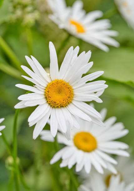 istock Close-Up of Beautiful White Daisies in a Green Garden Setting 2194981237