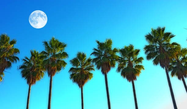 A picturesque scene of lush palm trees illuminated by natural moonlight against a brilliant blue background. Captured in vibrant Majorca, Spain, this image conveys tranquility, natureâs grandeur, and the allure of Mediterranean landscapes.