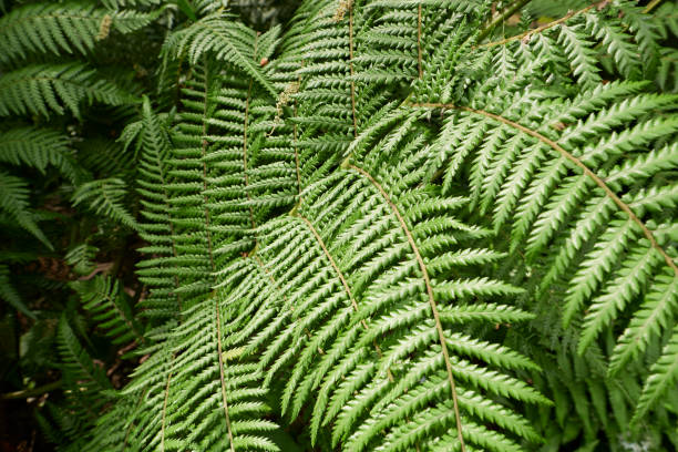 istock Dicksonia antarctica fern close up 2194984202