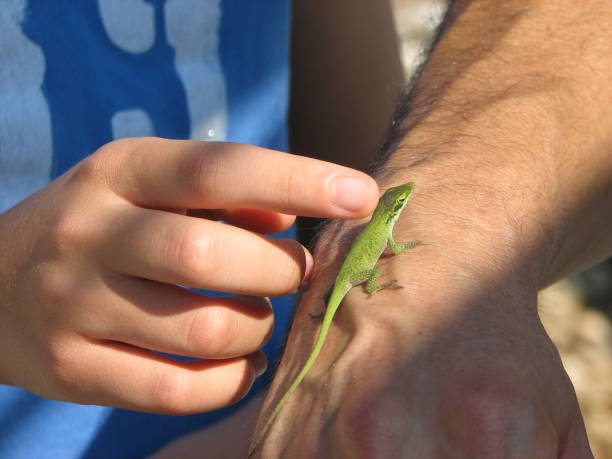 istock Petting a green geko 2194984283