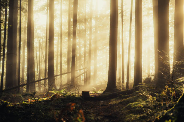 istock Amazing Wide Angle Shot Of Sunbream Through The Forest 2194985254
