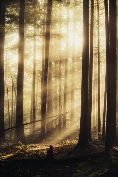 Vertical Image Of Sunbeam Through A Foggy Forest
