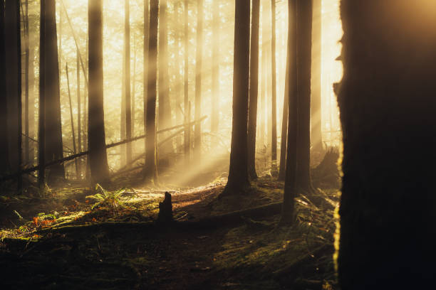 istock Foggy Forest with Shining Sunbeam 2194985265