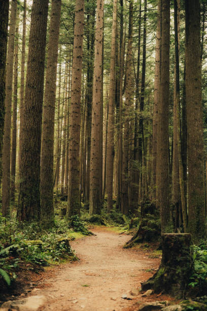 istock Backcountry Forest With Natural Lighting And No People 2194985271