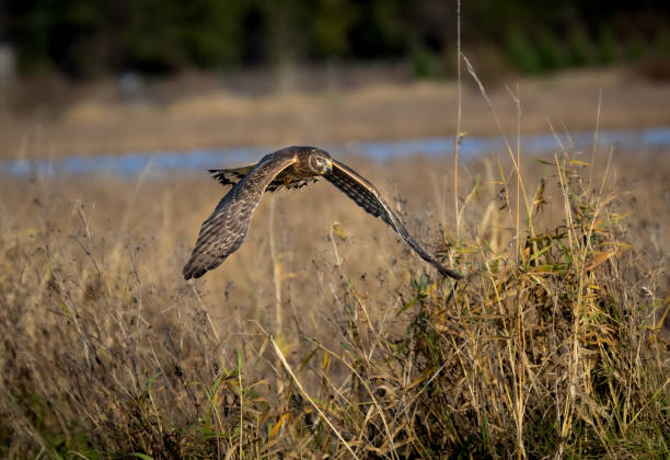 istock A northern harrier 