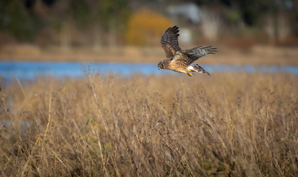 istock A northern harrier 