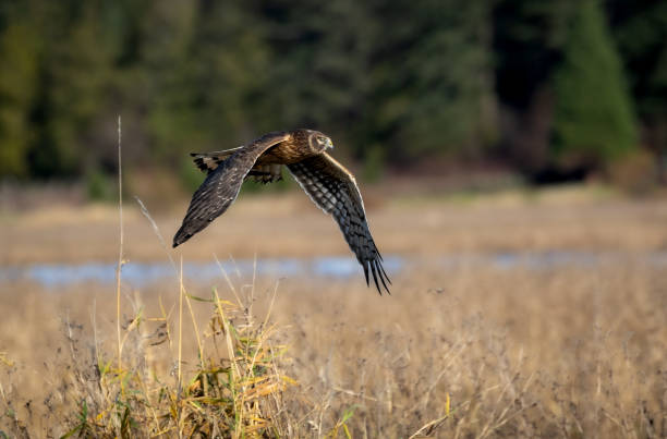 A northern harrier 