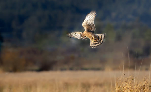 istock A northern harrier 