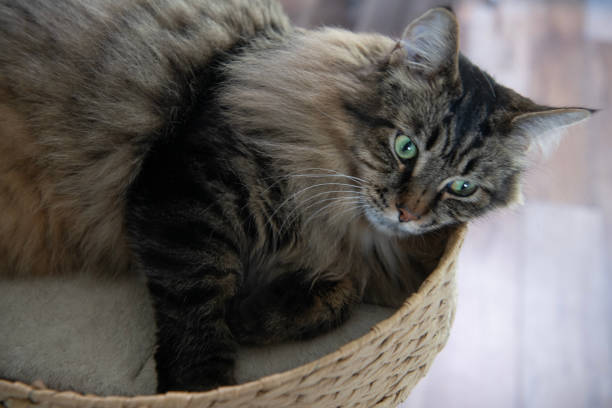 Relaxed fluffy cat in pet bed relax at home. Pet cat relax in bed.
