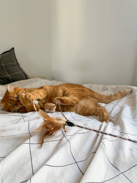 istock Cute ginger cat lying on the bed and playing with the play wand 2194989172