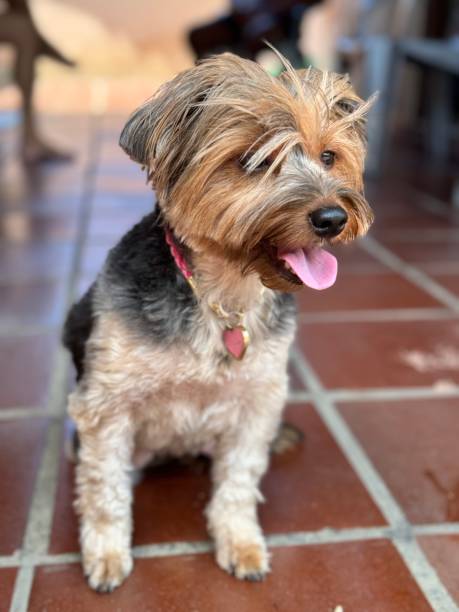 istock Cheerful Yorkshire Terrier on the Patio 2194989185