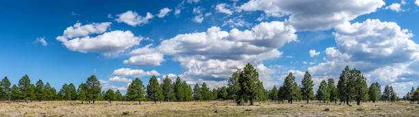 istock Meadow Bordered by Ponderosa Pines 2194991590