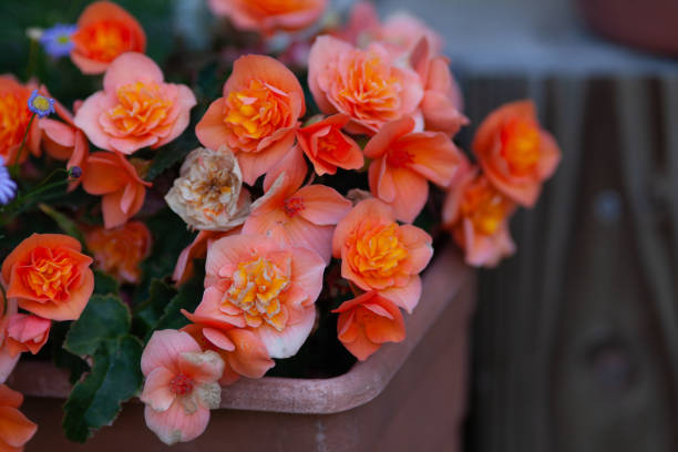 Elatior Begonias plant for garden
