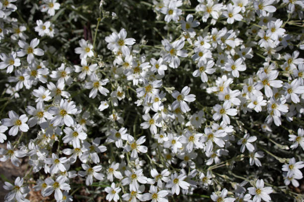 istock Snow-in-Summer, Cerastium tomentosum 'Silver Carpet 2194992507