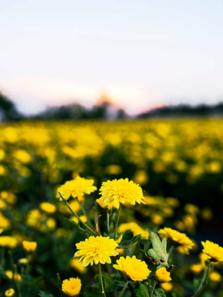 chrysanthemum-flower farm