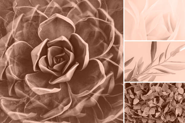 Collage featuring close-up of succulent plant, delicate leaves, and floral textures in warm mocha mousse tones, offering natural, elegant style