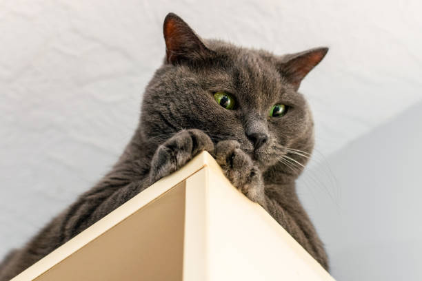 istock Cute playful grey British domestic cat with green eyes observing intently while lying on top of a bookshelf. Fluffy pet hides and looks down with his paws folded. 2194993456