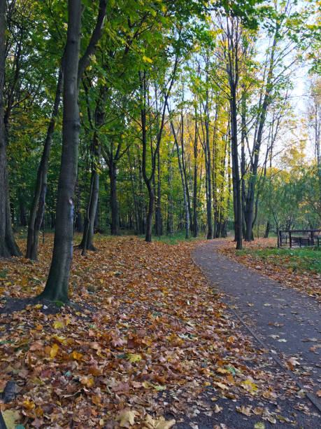 istock Vibrant park road lined with fallen orange leaves and trees 2194994954