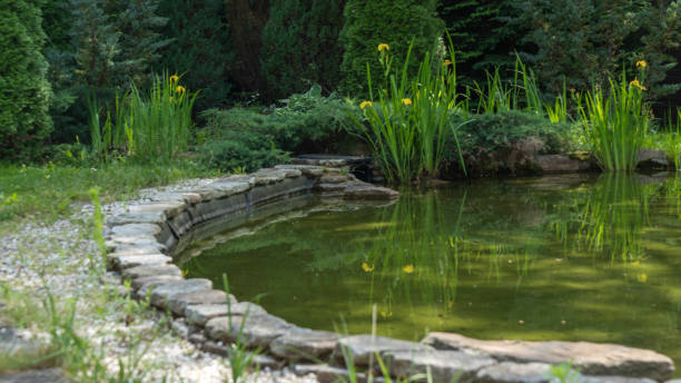 istock Small garden pond with many decorative plants. Nature concept for design. Small pond on a summer day in the garden. 2194995105