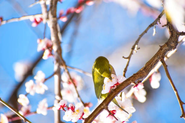 istock Plum blossoms and white-eye 2194999783