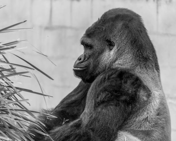 Black and white photo of a gorilla looking into the camera.