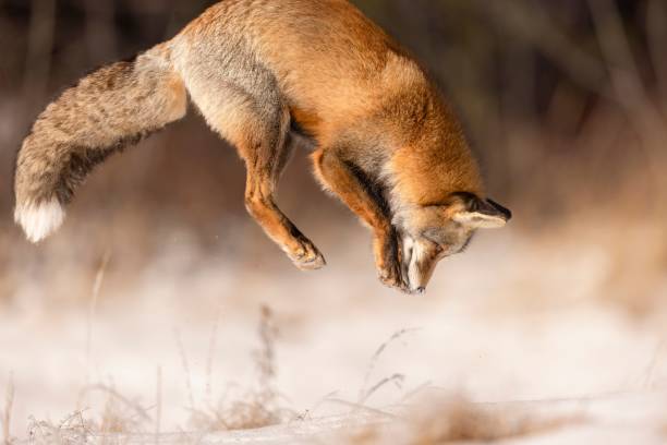 istock Red fox leaping in snowy field 2195001688