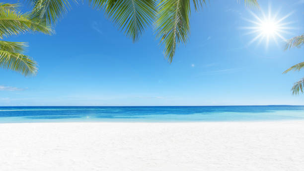 istock Tropical paradise beach and palm leaves with sunny blue sky copy space scene 2195003064