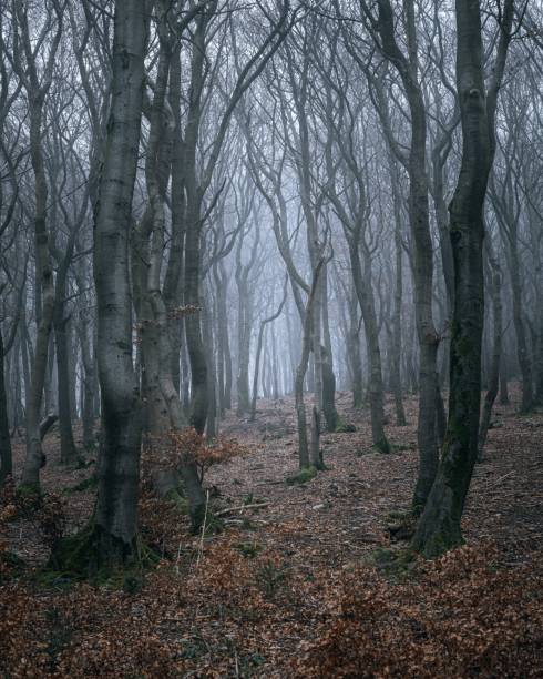 Foggy day in a Danish forest. Winter with snow.
