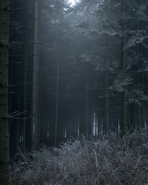 istock Misty forest landscape with tall trees and frosty undergrowth creates a mysterious atmosphere. 2195005061
