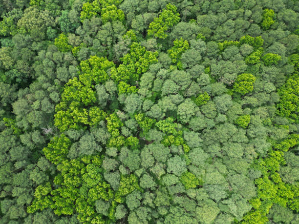 istock Aerial view forest tree. Rainforest ecosystem and healthy environment. Background of green tree forest. Summer green tree in forest. Natural scenery of tropical green forest. Rainforest expedition 2195005899