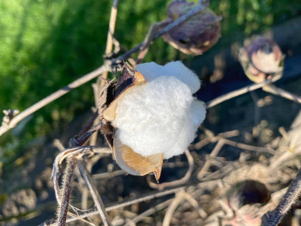istock balls of cotton 2195009754