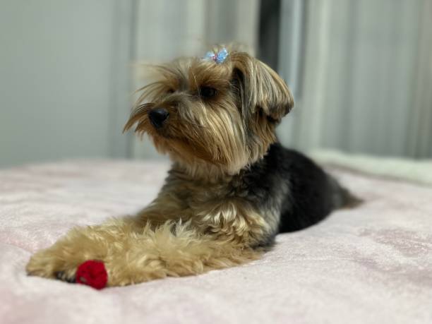 istock “Yorkshire Terrier Relaxing on the Bed – Charm and Elegance” 2195010384