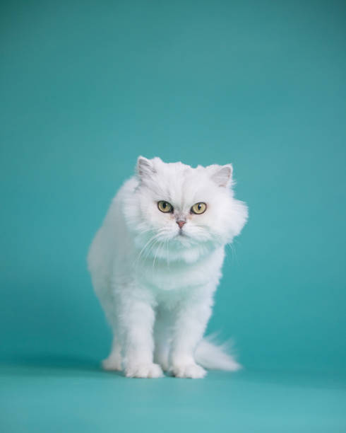 istock White Chinchilla Cat Portrait - Teal Background - Walking - Looking at Camera 2195011060