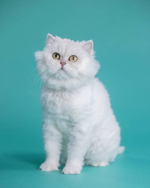 istock White Chinchilla Cat Portrait - Teal Background - Looking Up 2195011094