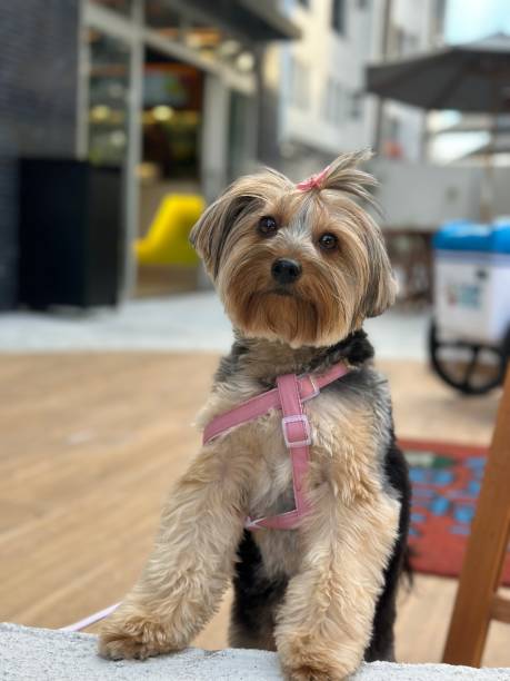 istock “Stylish Yorkshire Terrier with Pink Harness” 2195011101