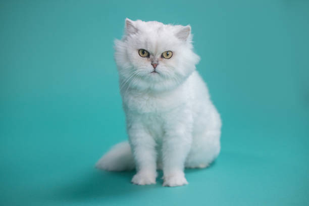 istock White Chinchilla Cat Portrait - Teal Background - Looking at Camera 2195011147