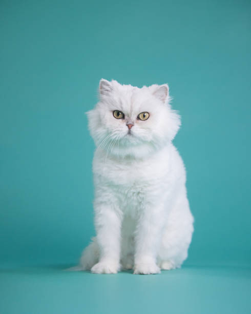 istock White Chinchilla Cat Portrait - Teal Background - Looking at Camera 2195011166
