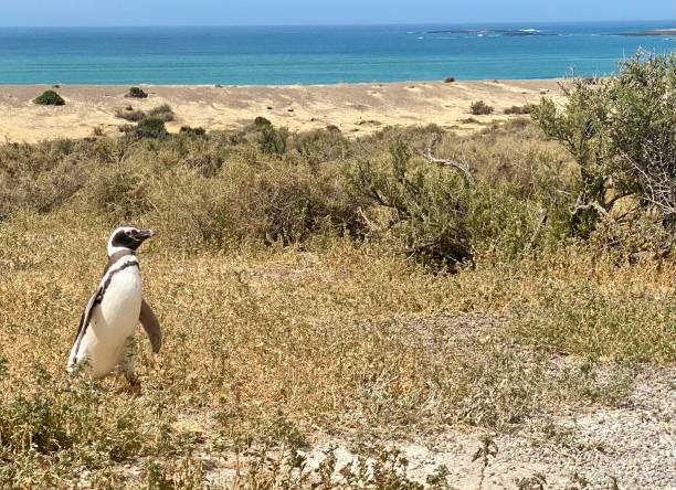 istock “Magellanic Penguin in Punta Tombo – A Wildlife Icon” 2195011431